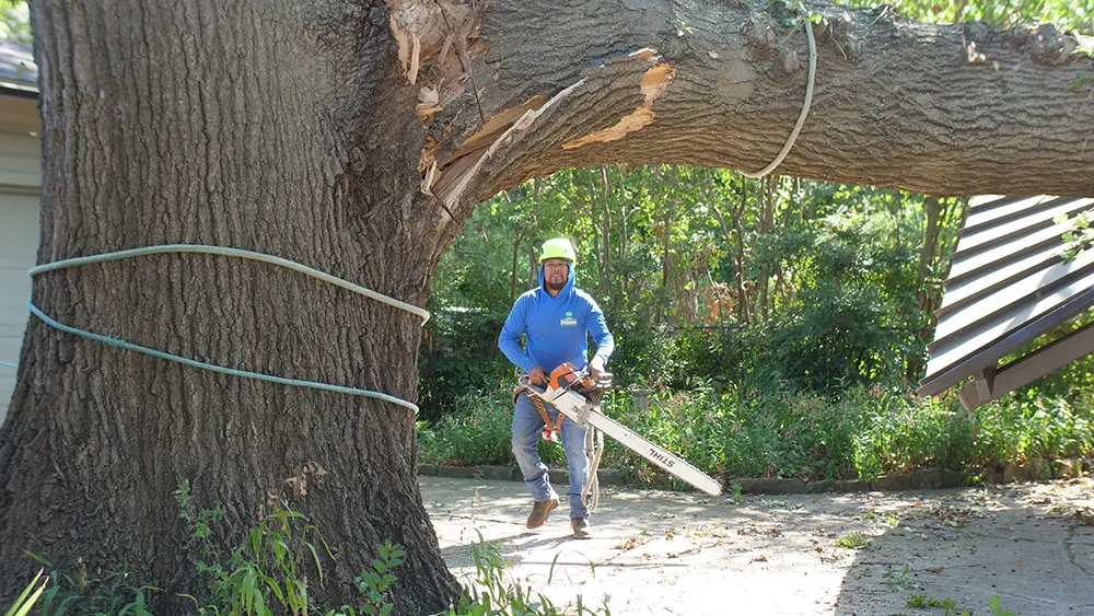 Allen Emergency Tree Services