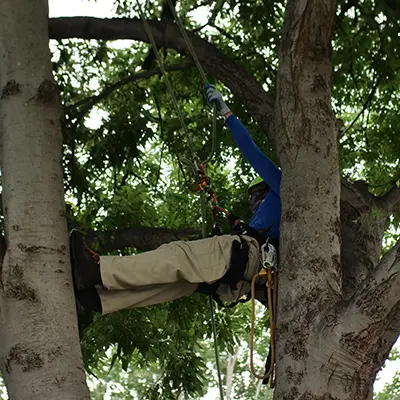Allen Tree Trimming