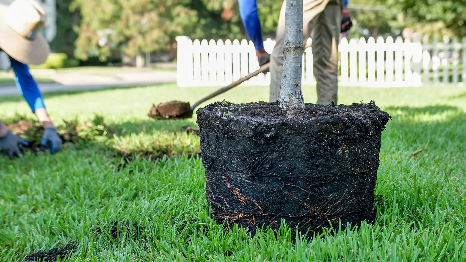 Allen Tree Planting