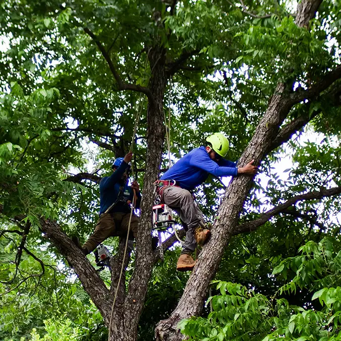 Arlington Tree Trimming