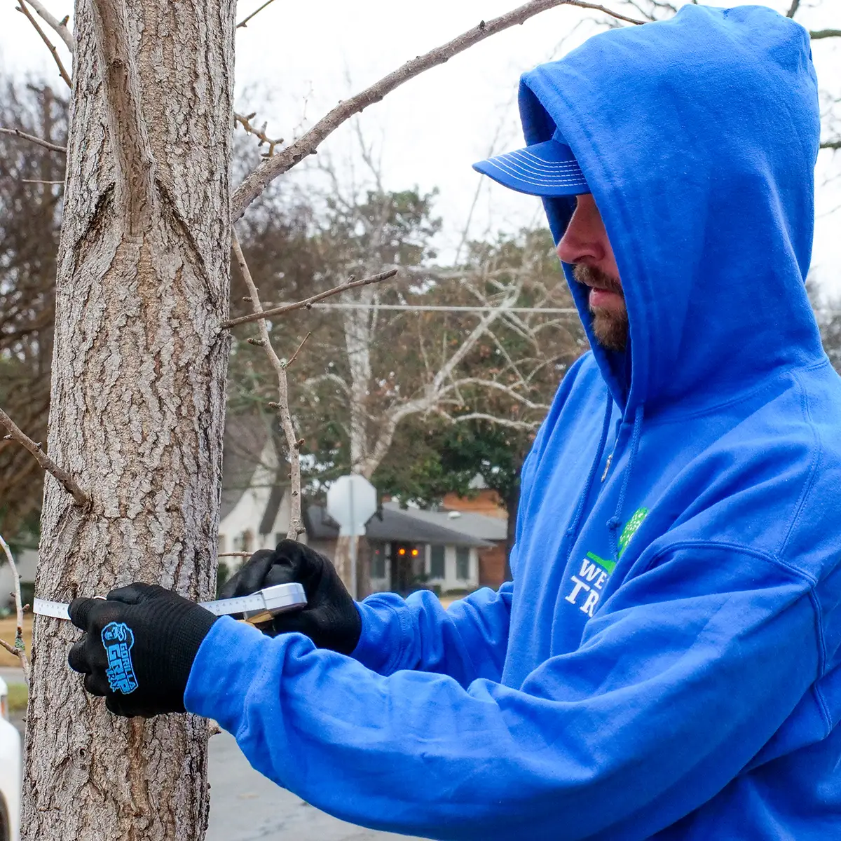Arlington Tree Health Care