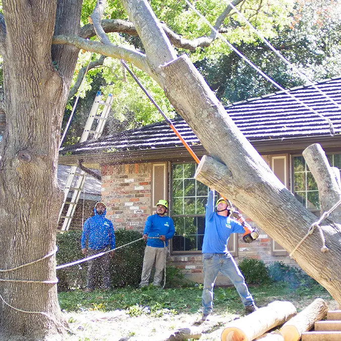 Arlington Tree Removal