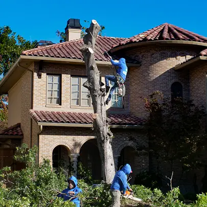 Colleyville Tree Removal