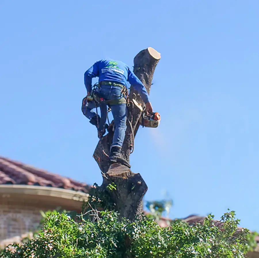 Coppell Tree Removal