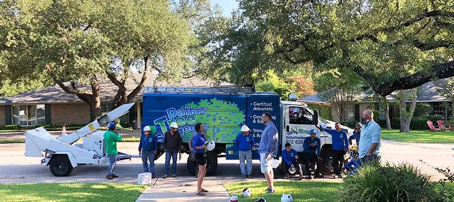 Dallas Arborist Services