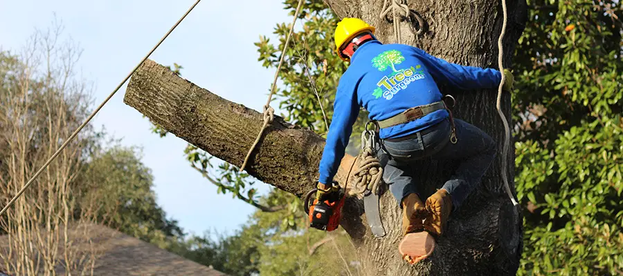 Dallas Tree Removal