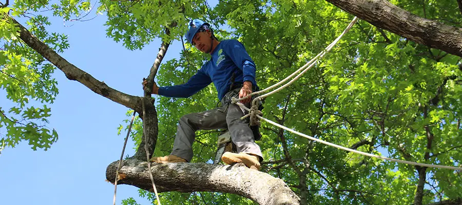 Dallas Tree Trimming