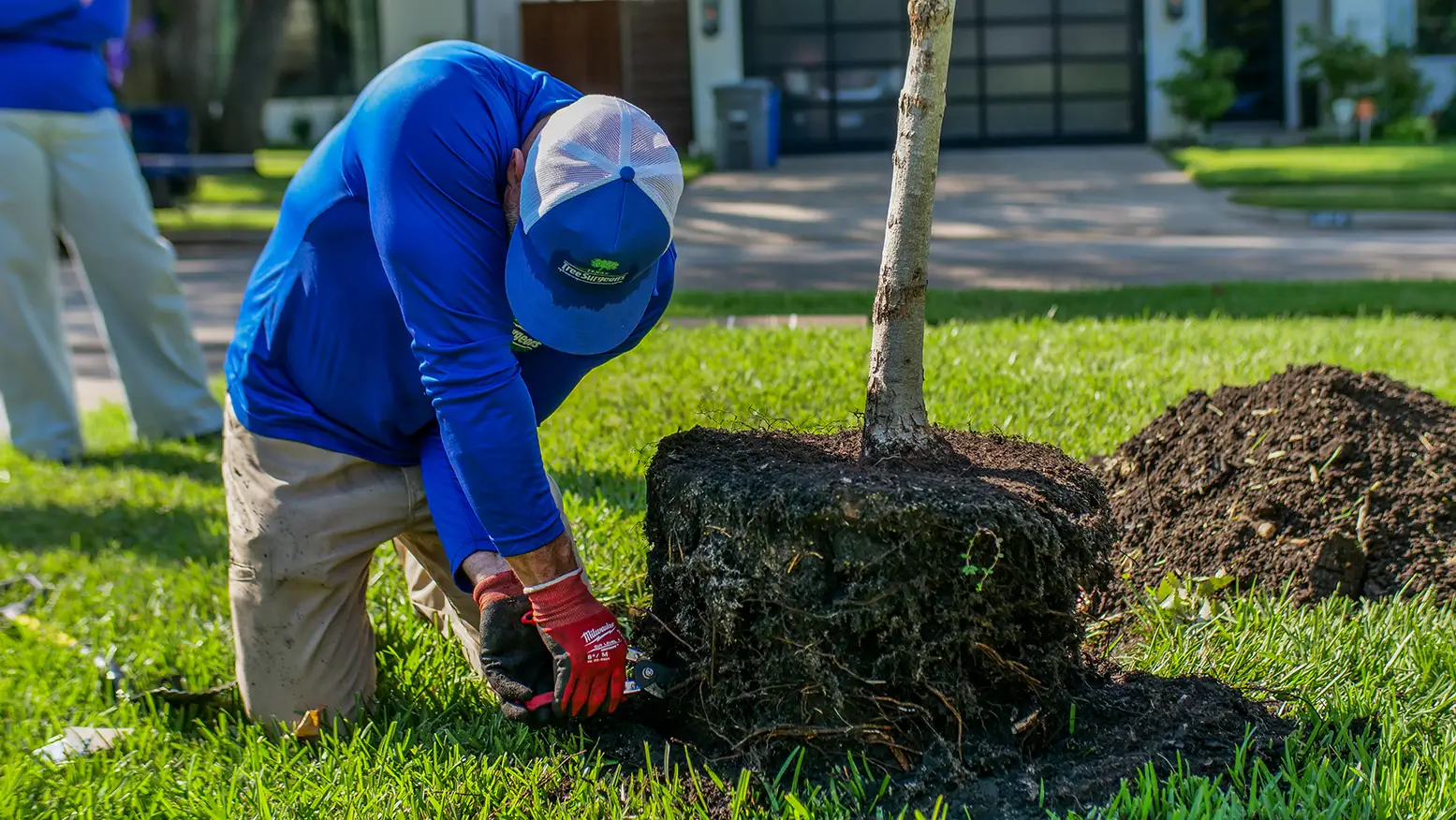 Denton Tree Planting