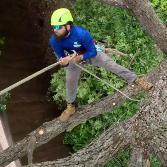 Euless Tree Removal