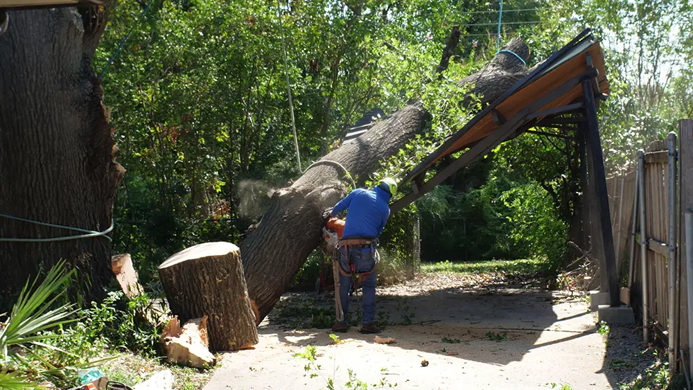 Euless Emergency Tree Services