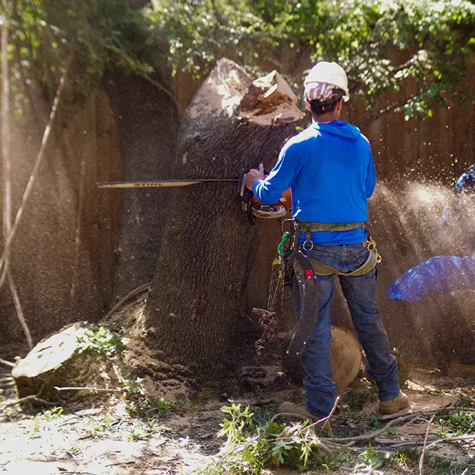 Flower Mound Tree Removal