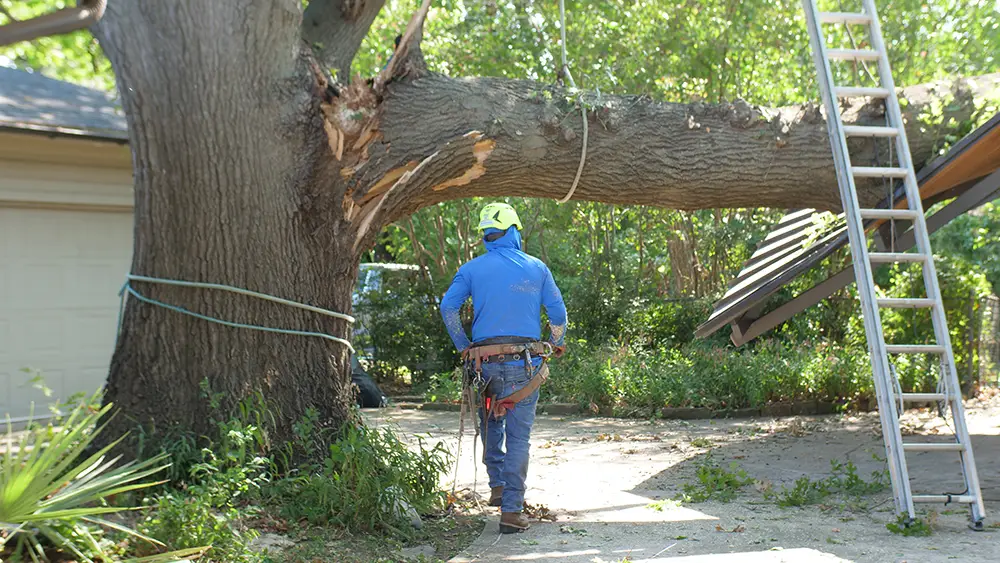 Flower Mound Emergency Tree Services