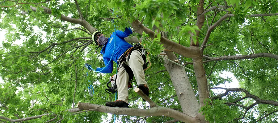 Fort Worth Tree Removal