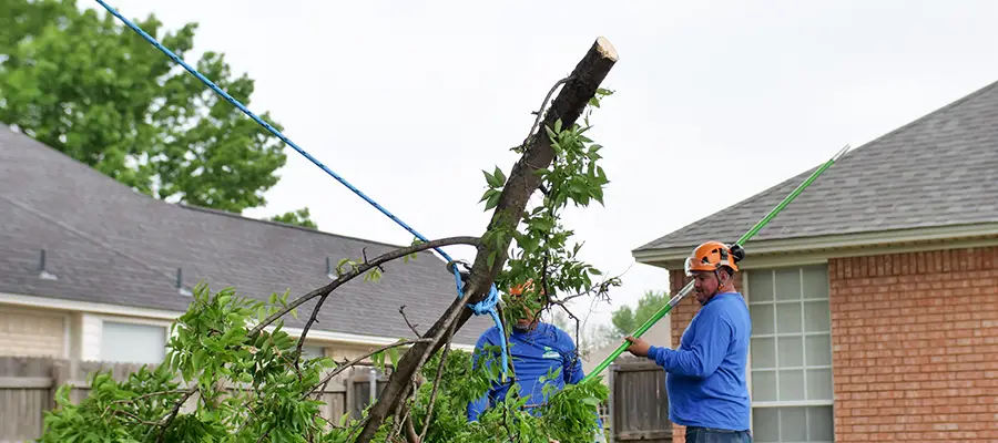 Tree branch being lowered with rigging to groundsmen who are wearing ANSI Z133 complaint equipment in Fort Worth.