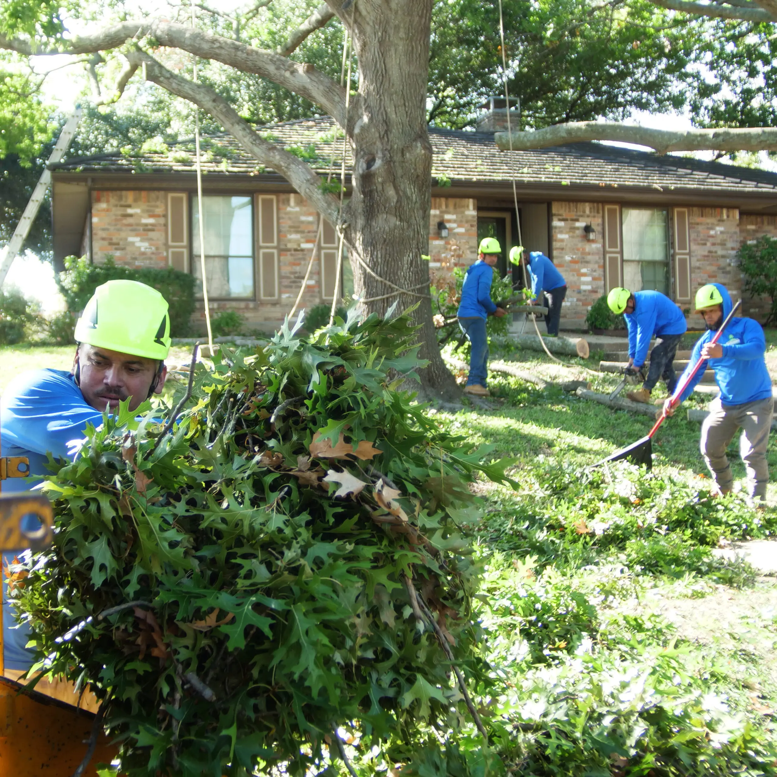 Frisco Tree Removal