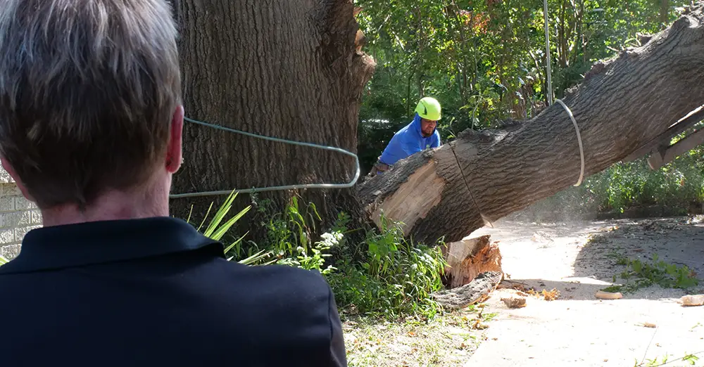 Garland Emergency Tree Services