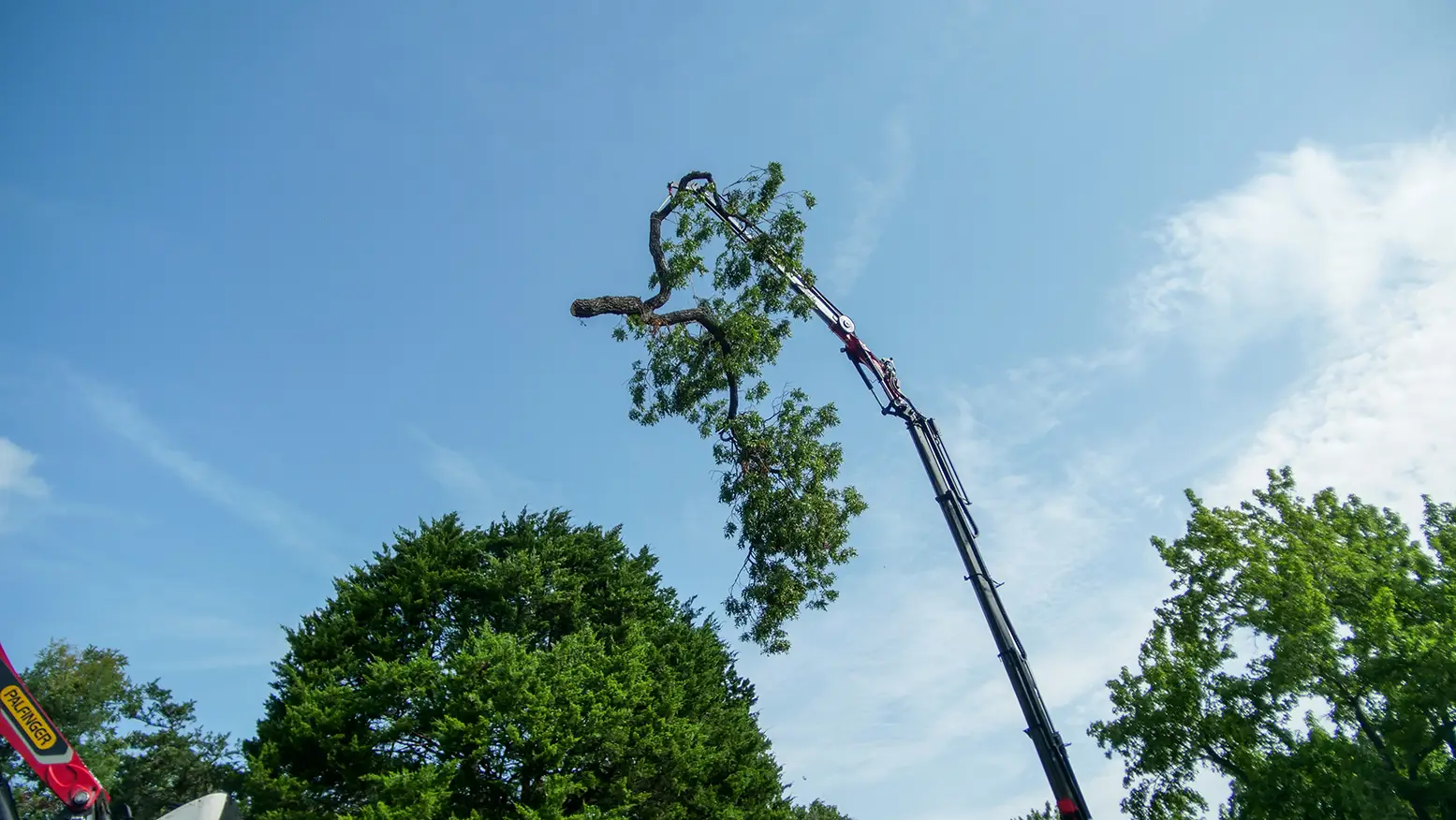 Grand Prairie Emergency Tree Services