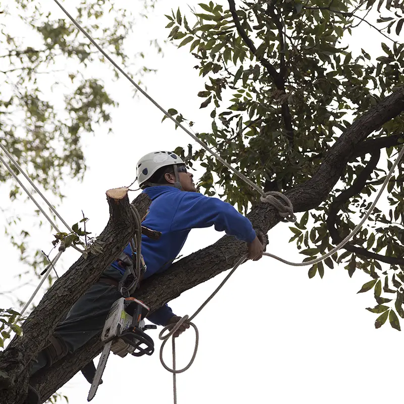 Grapevine Tree Trimming