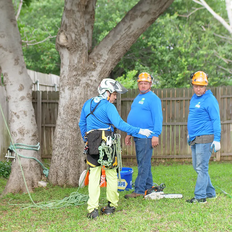 Irving Tree Removal
