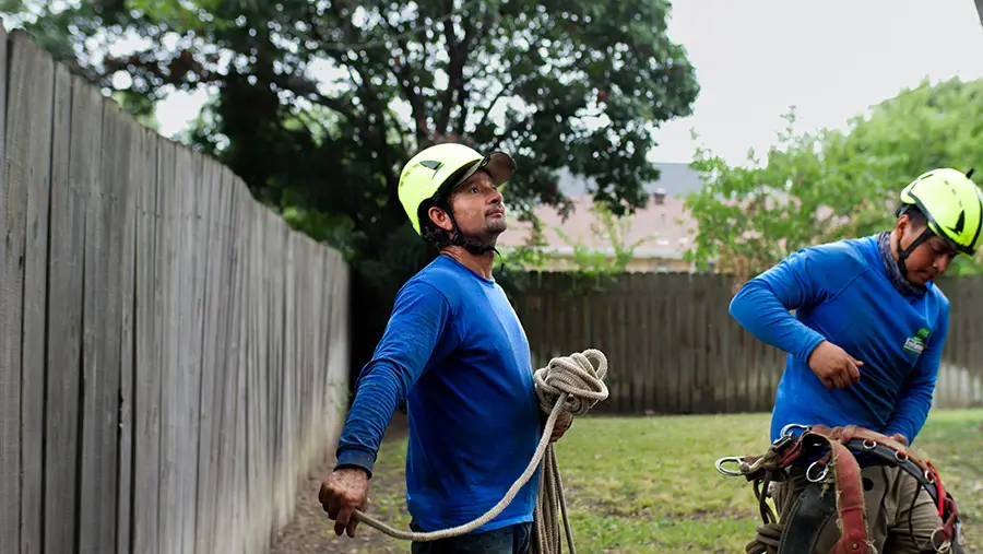 Irving Tree Trimming