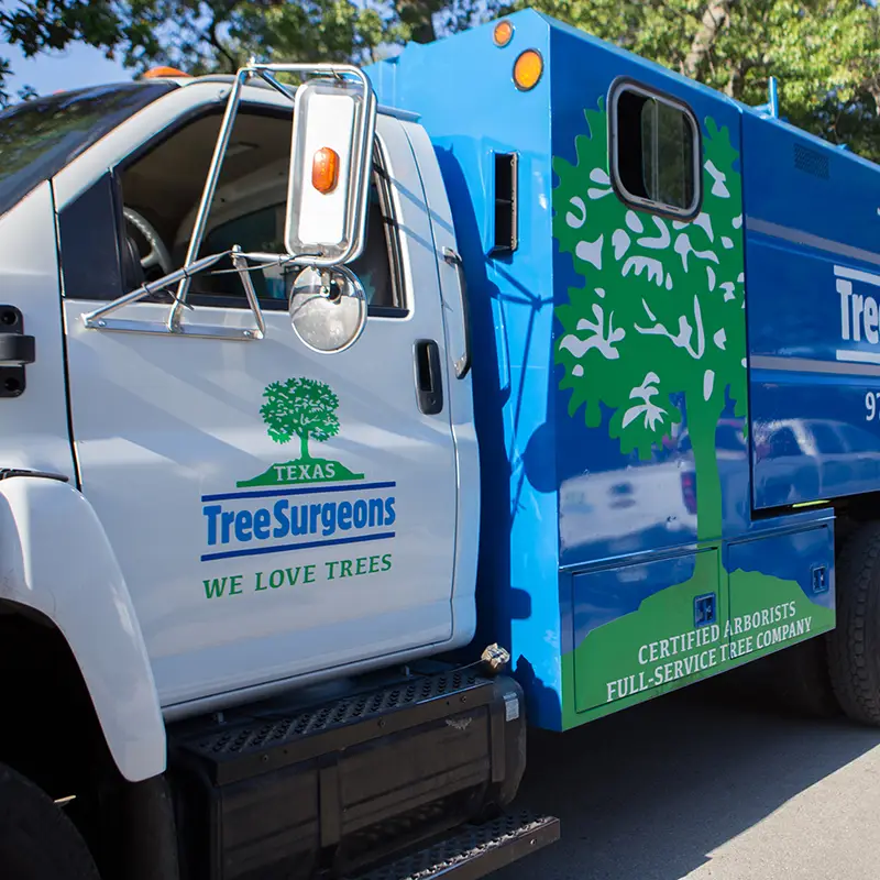 Keller Tree Removal