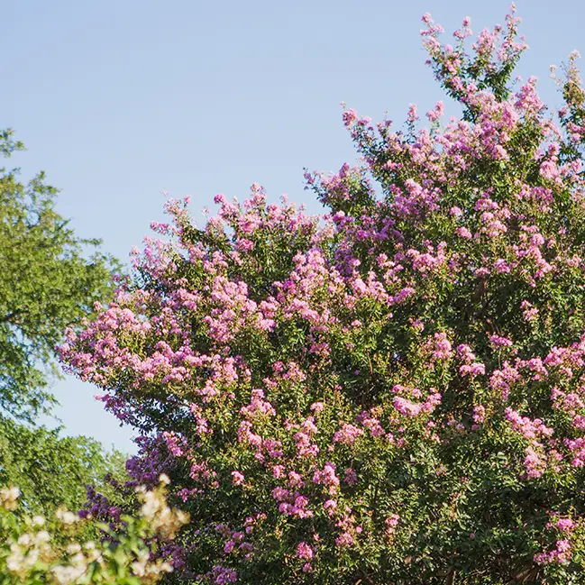 Keller Tree Trimming
