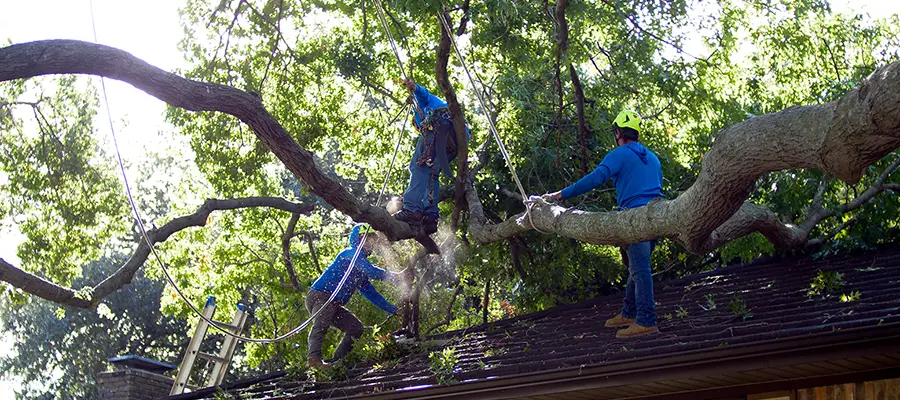 Climbers and foremen on top of a roof removing branches from a tree that has failed with the help of rigging in Plano.