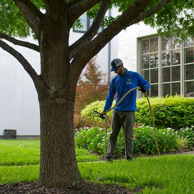 Rockwall Tree Health Care