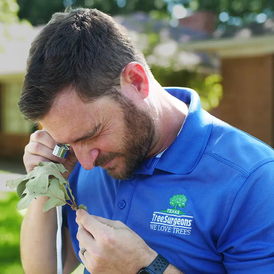 Trophy Club Arborist Services