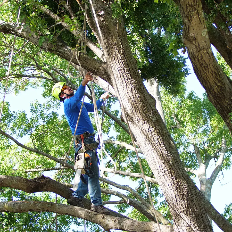 Trophy Club Tree Trimming