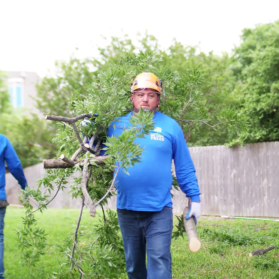 University Park Tree Removal