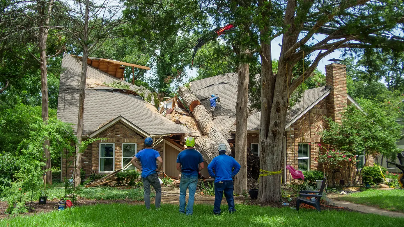 Dallas Emergency Tree Services