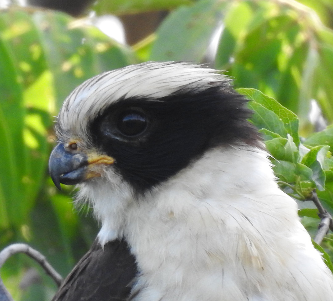 Foto acauã (Herpetotheres cachinnans) Por Andre (Macuco) Wiki Aves