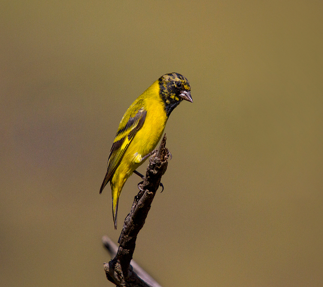 Pintassilgo Spinus Magellanicus WikiAves A Enciclop dia Das Aves pintassilgo-spinus-magellanicus-wikiaves-a-enciclop-dia-das-aves