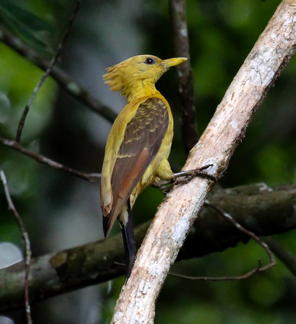 Foto pica-pau-amarelo (Celeus flavus) Por André Mendonça | Wiki Aves ...