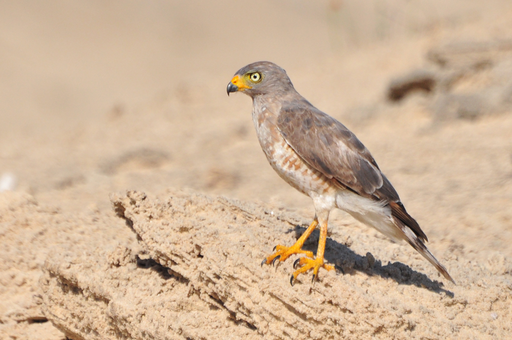 Foto gavião-carijó (Rupornis magnirostris) Por Plácido Andrade | Wiki ...