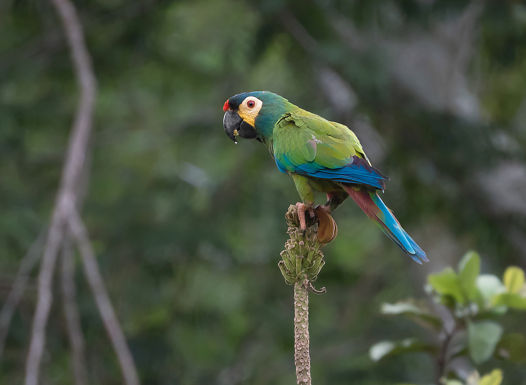 Foto maracanã (Primolius maracana) Por Daniel Mello | Wiki Aves - A ...