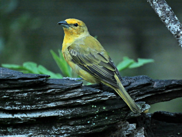 foto-sanha-o-de-fogo-piranga-flava-por-marcos-guirado-wiki-aves-a