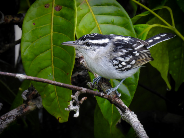 chorozinhodecostasmanchadas (Herpsilochmus dorsimaculatus