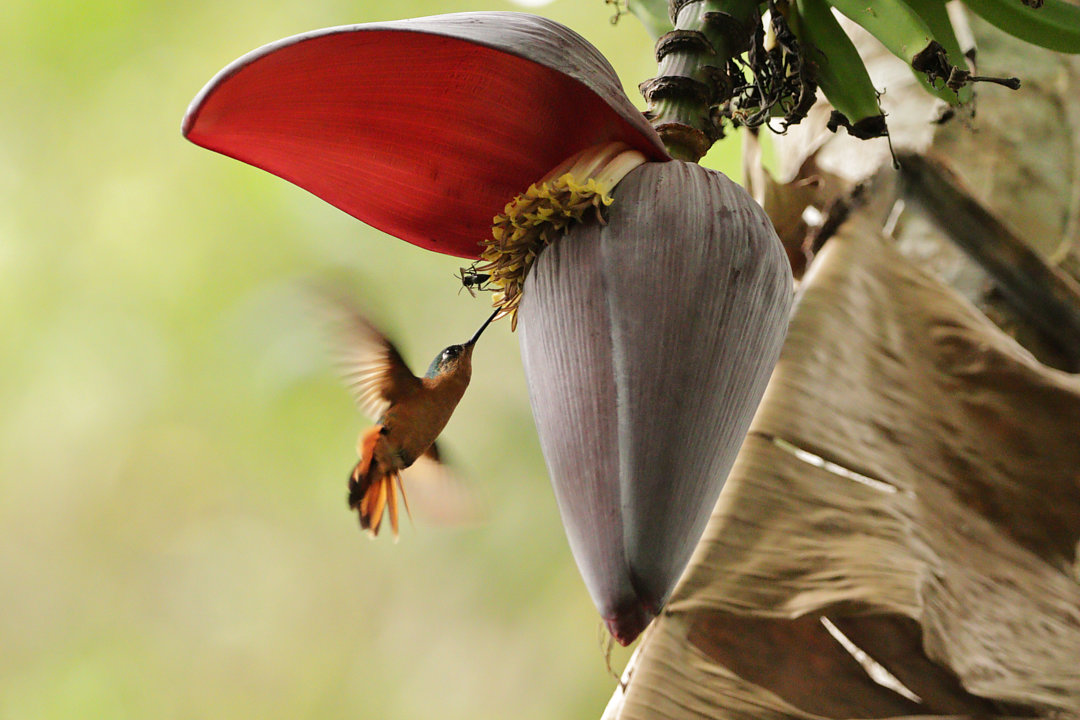 Foto beija-flor-rubi (Heliodoxa rubricauda) Por Conrado Pável | Wiki ...