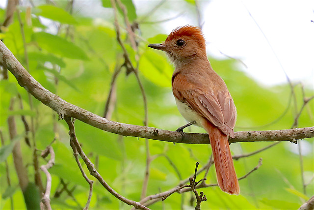 Foto caneleiroenxofre (Casiornis fuscus) Por Sandra Rebello Wiki