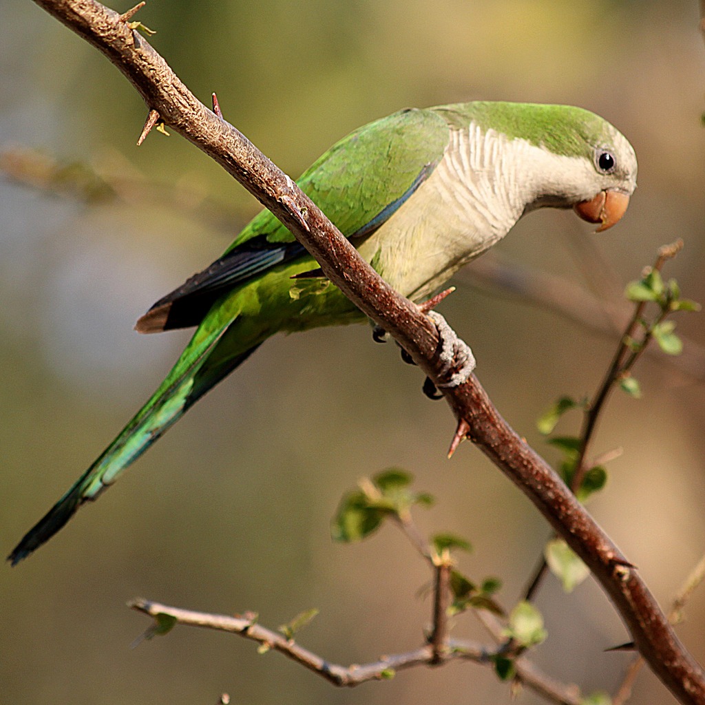 Foto caturrita (Myiopsitta monachus) Por Vera Méo | Wiki Aves - A ...