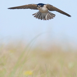 Hirundinidae WikiAves A Enciclopédia das Aves do Brasil
