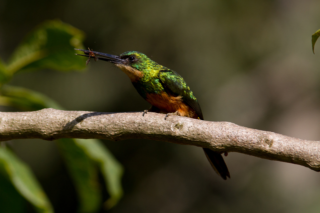 Foto Ariramba de cauda ruiva Galbula Ruficauda Por Luis Fabiano Ortiz foto-ariramba-de-cauda-ruiva-galbula-ruficauda-por-luis-fabiano-ortiz
