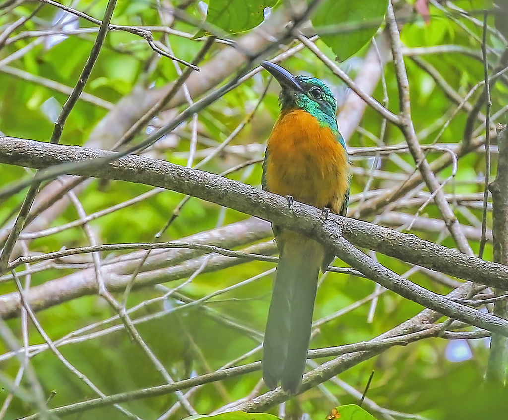 Foto jacamaraçu (Jacamerops aureus) Por Jose Silverio Lemos Wiki Aves