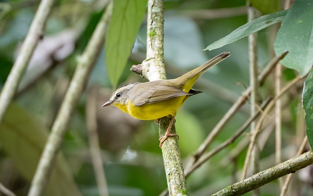 Foto pula-pula (Basileuterus culicivorus) Por Charles Boufleur | Wiki ...