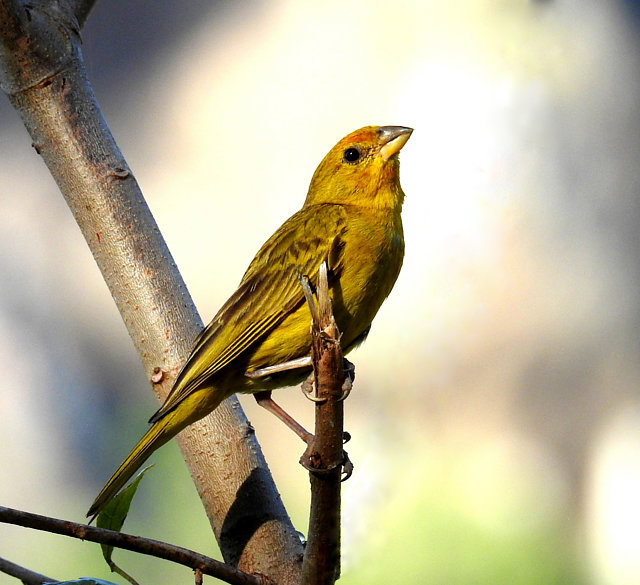 foto-can-rio-da-terra-sicalis-flaveola-por-eliane-zaltman-wiki-aves