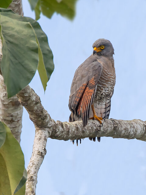 Foto gavião-carijó (Rupornis magnirostris) Por Júlio Silveira | Wiki ...