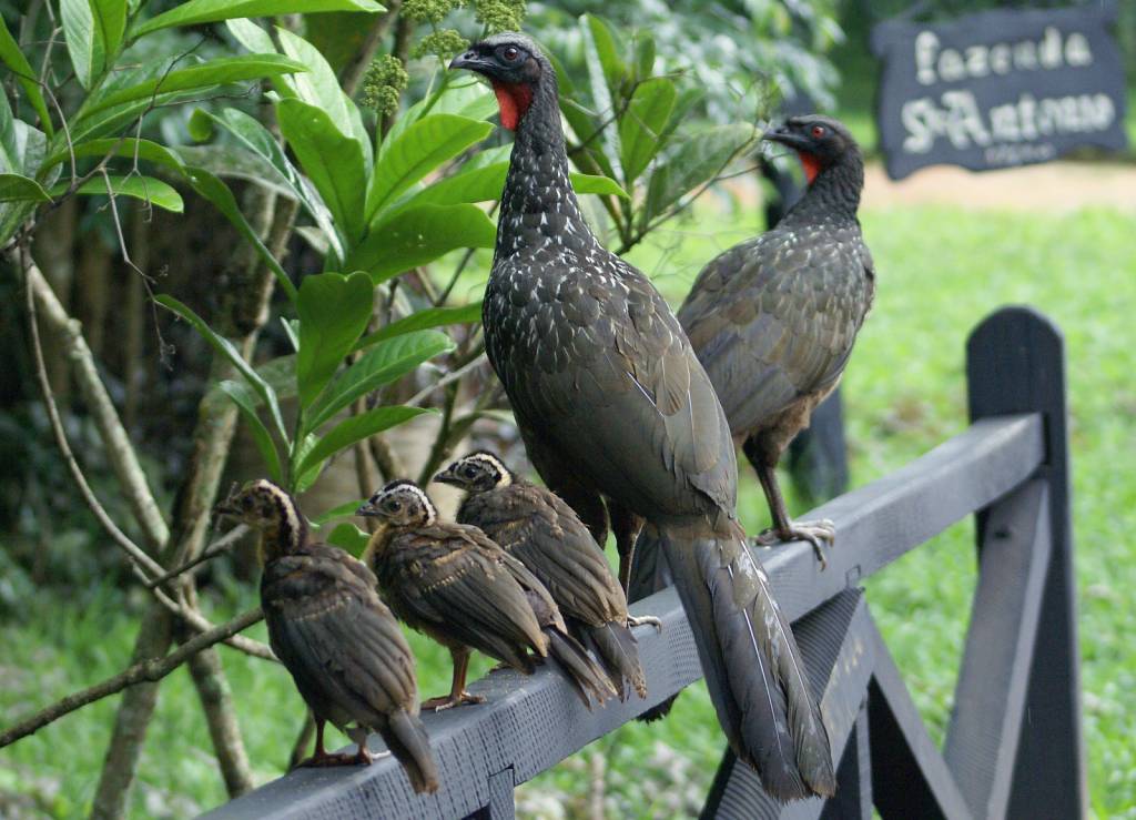 Foto jacuaçu (Penelope obscura) Por Paulo Hungria Machado Wiki Aves