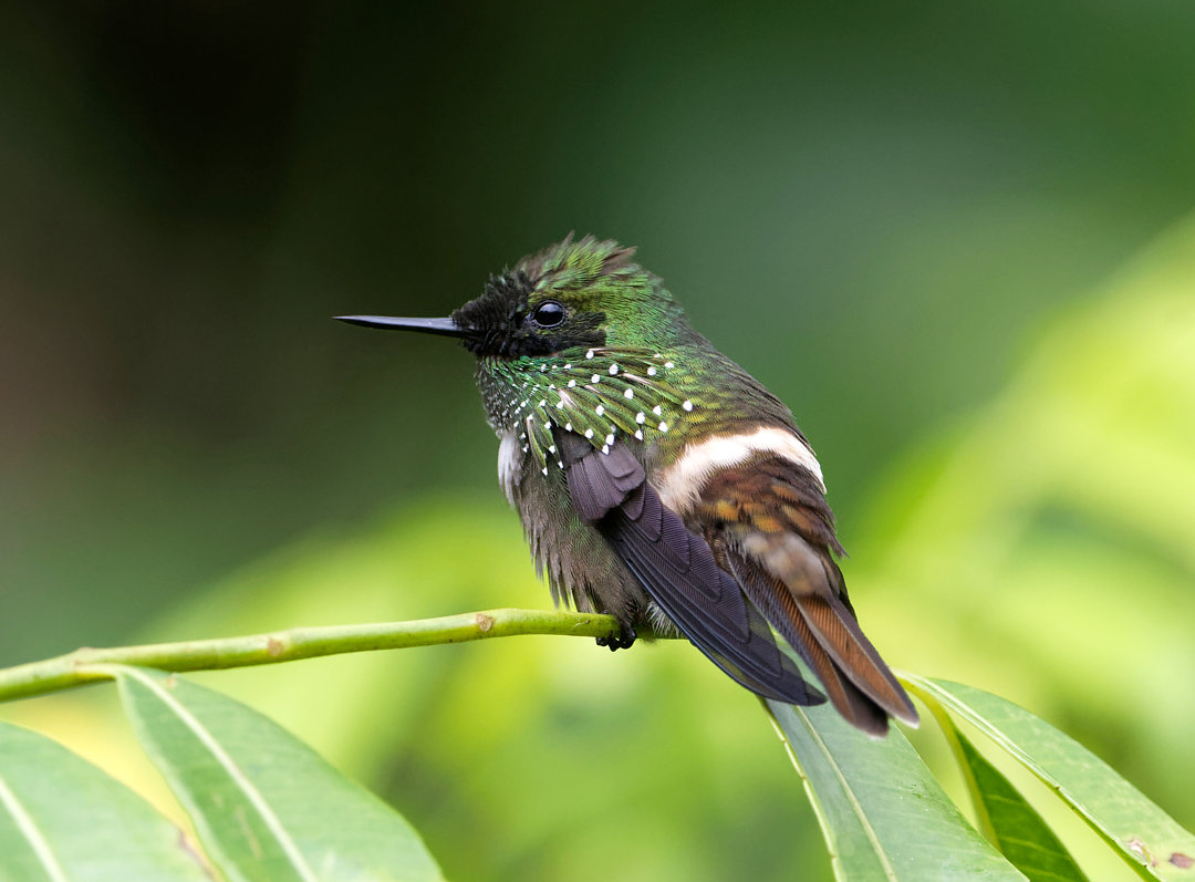 foto-topetinho-verde-lophornis-chalybeus-por-eliane-zaltman-wiki